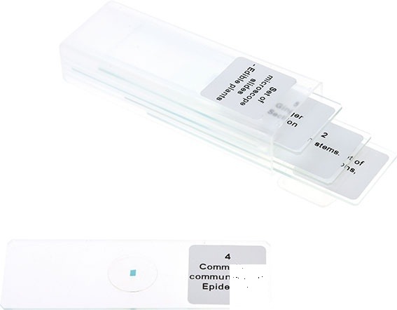 Set preparate microscopice - plante comestibile