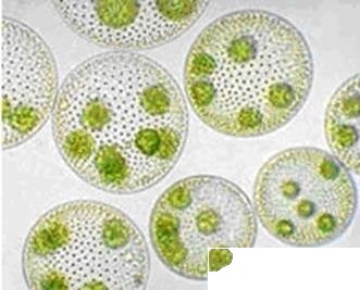 Alge verzi coloniale - probă microscopică